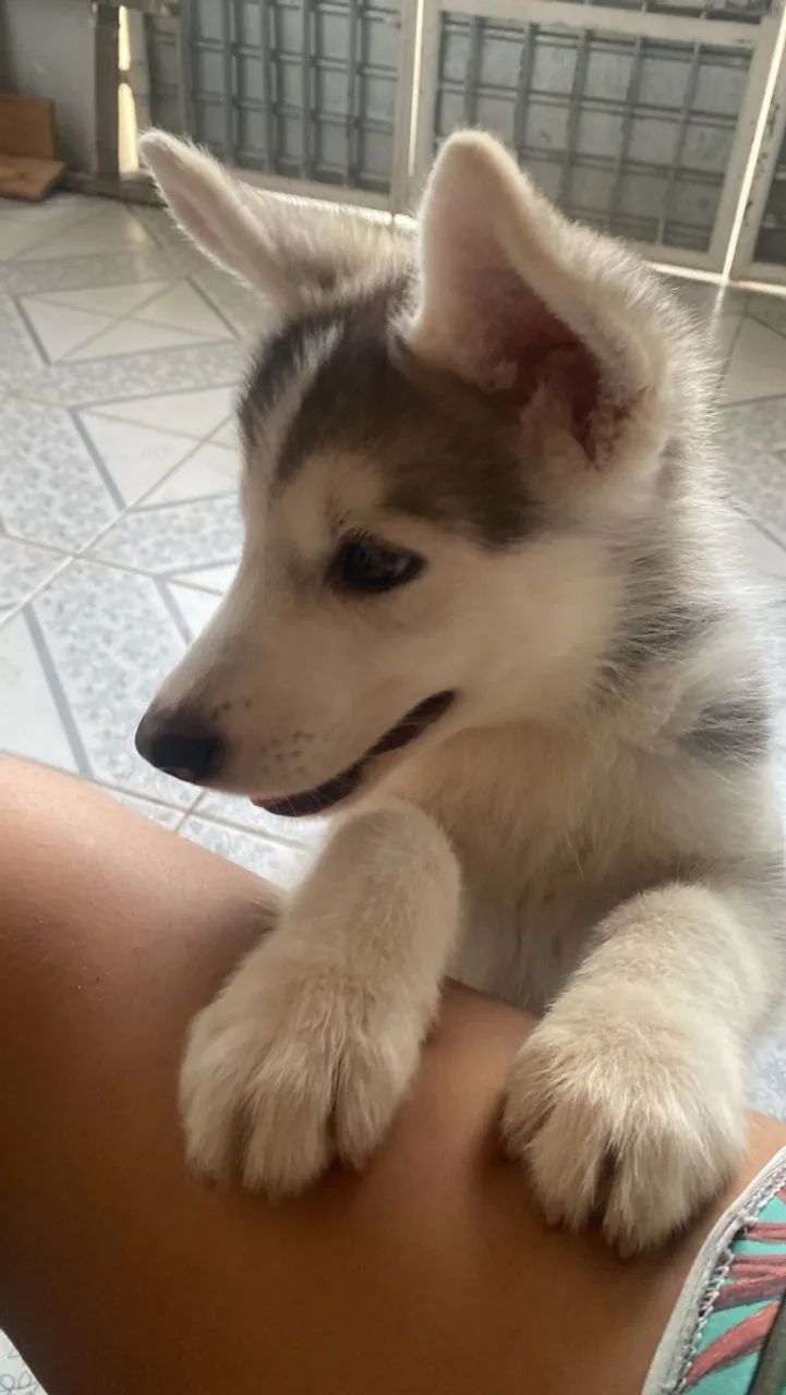 Husky siberiano - Foto 2