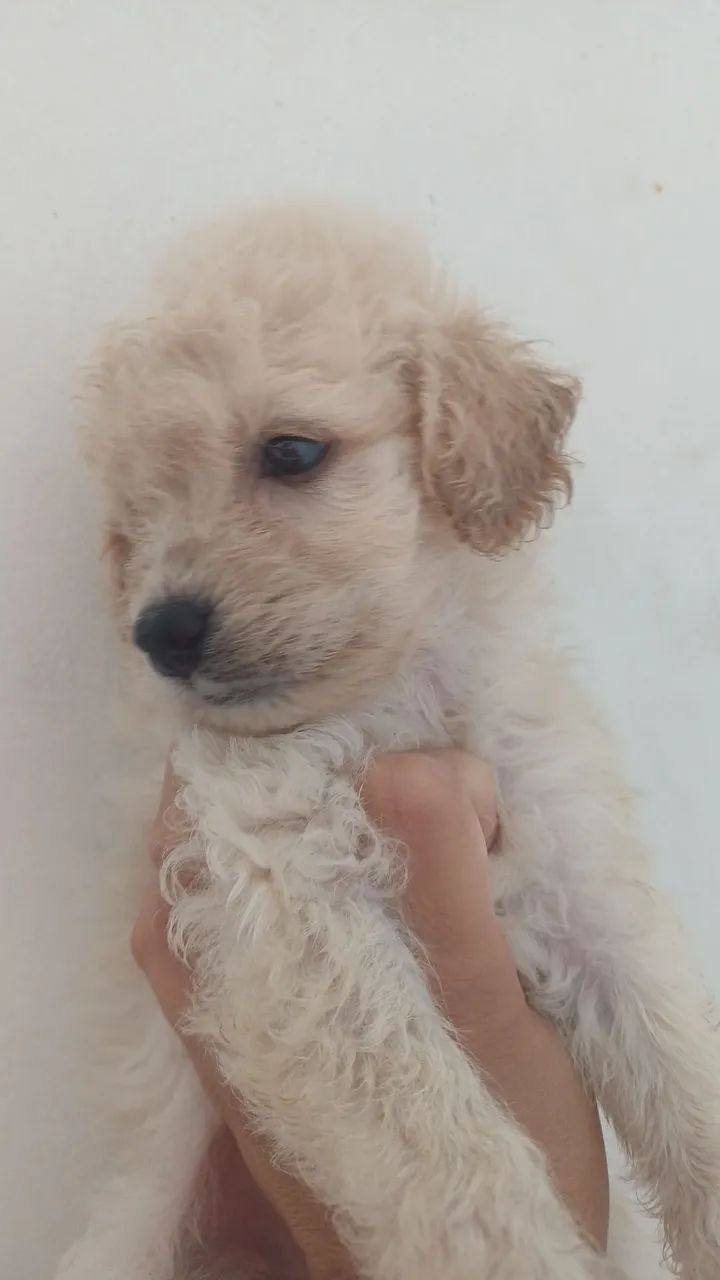 Filhotes de Poodle - Foto 4