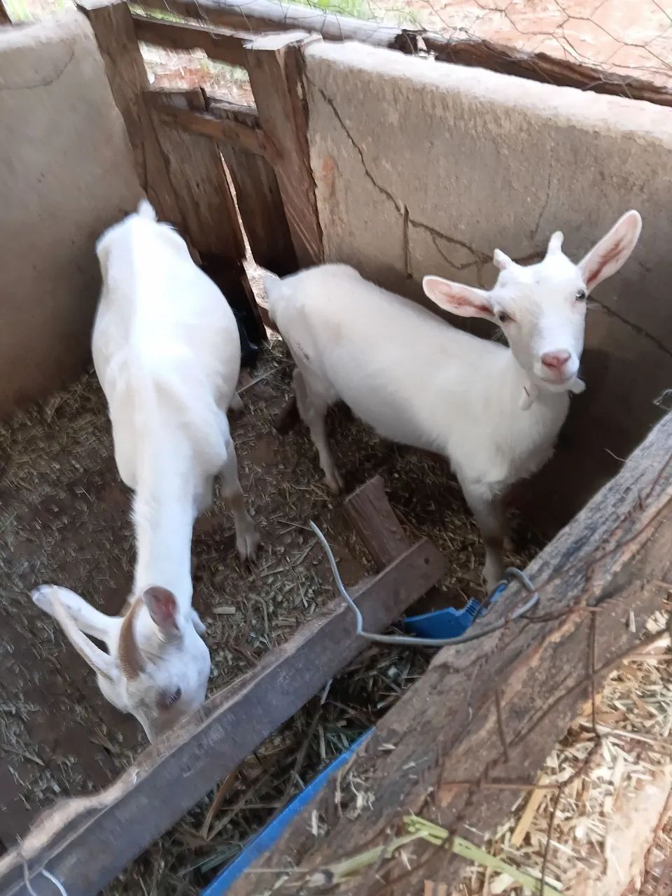 2 Cabras e um Bode Sannen  - Foto 4