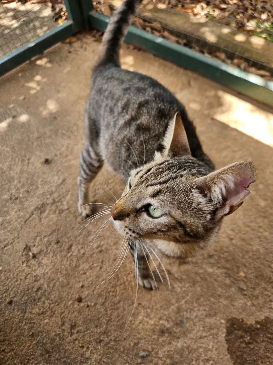 Doação Gata - Foto 3