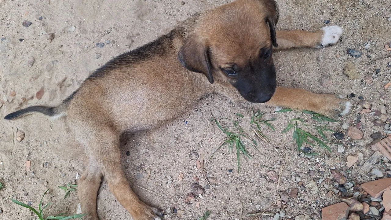 CACHORRO PARA DOAÇÃO  - Foto 3