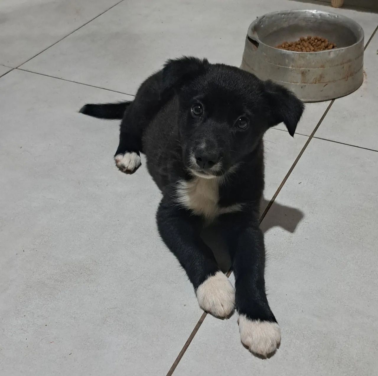 Bolder collie  - Foto 5