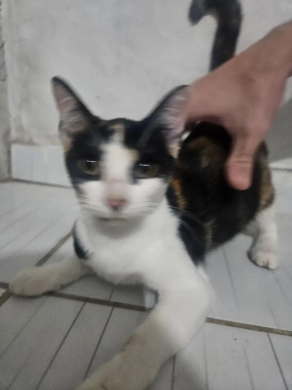 Gatinha tricolor para adoção 