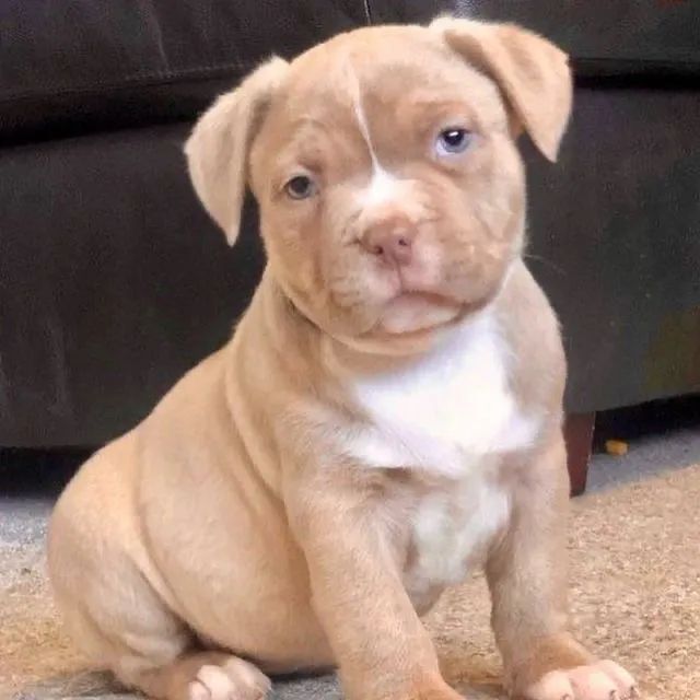 Pitbull - Patinhas Cheias De Vida 