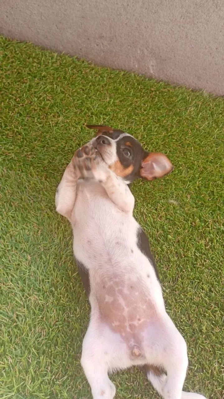 Pinscher filhote  - Foto 2