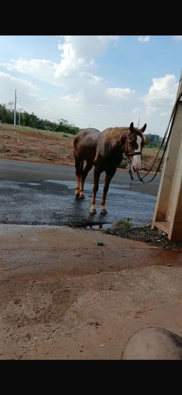 Cavalo qm  - Foto 3