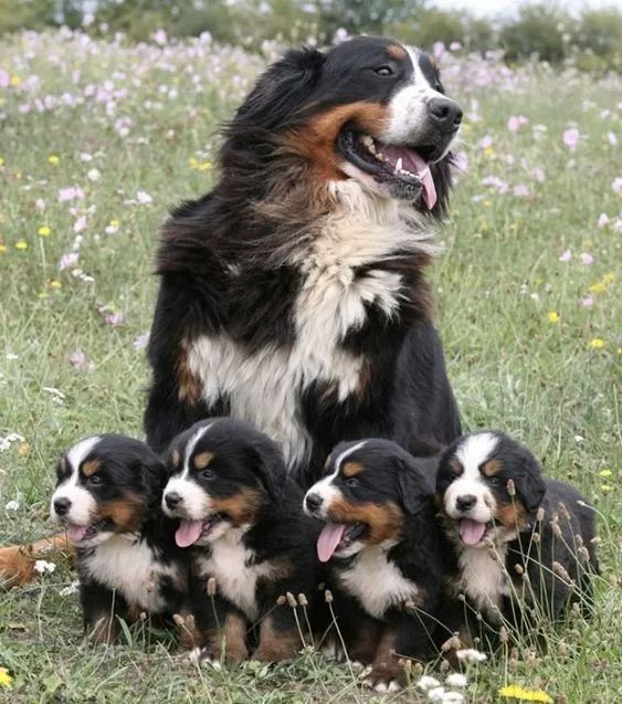 Cachorro Bernese Mountain Dog, Raça Sociável, Filhotes com Pedigree