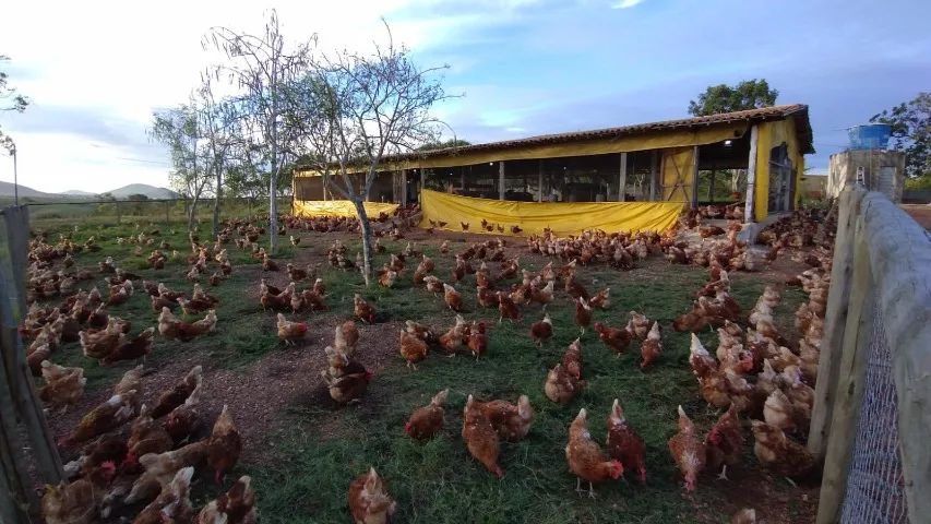 GRANJA + AGROINDÚSTRIA DE OVOS À VENDA | OPERAÇÃO EM FUNCIONAMENTO | RIBEIRÓPOLIS/SE - Foto 5