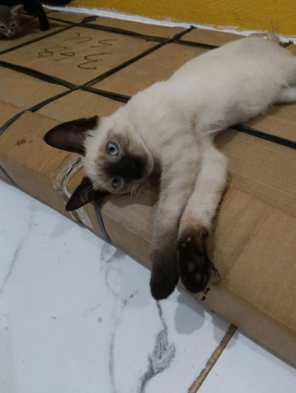 Doação de Gato