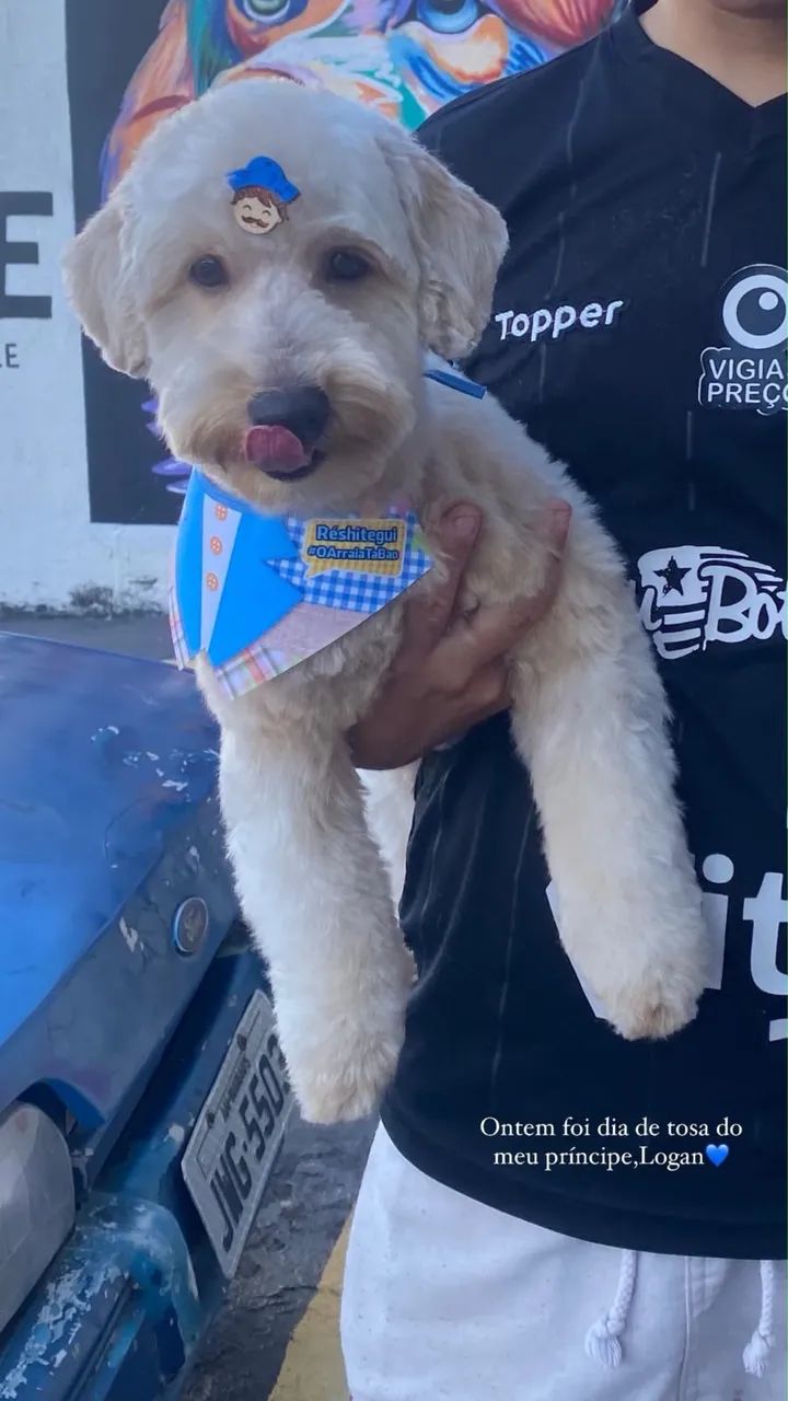Procuro namorada poodle 