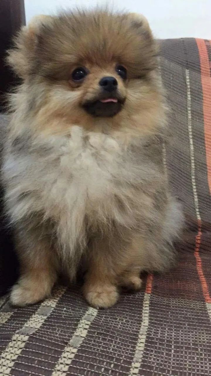 Spitz Alemão Carinho que transforma o ambiente