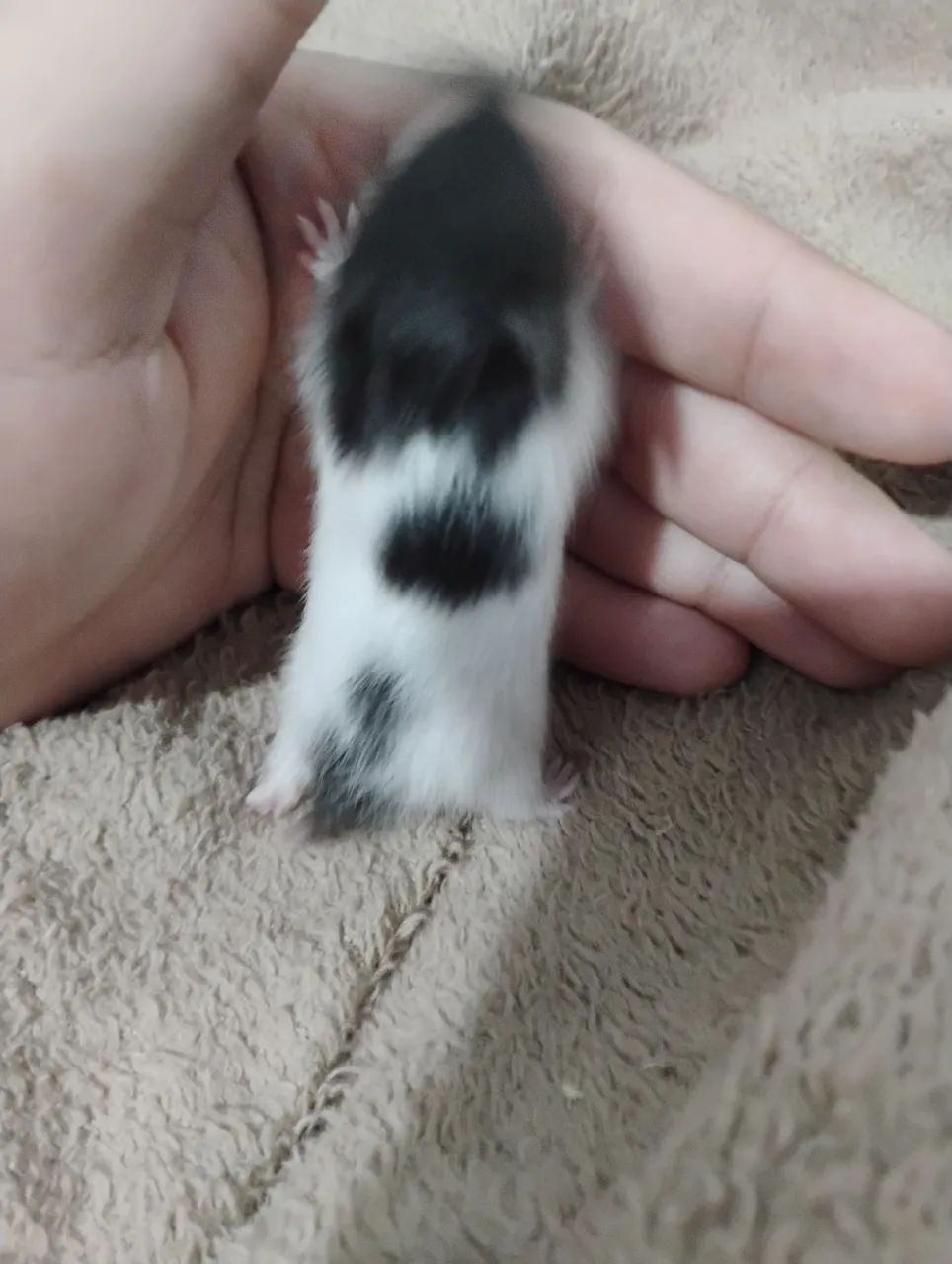 Hamster sírio  - Foto 2
