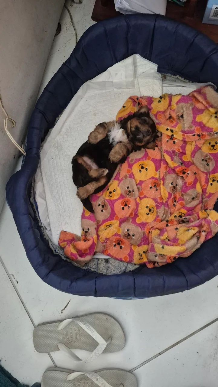 cachorro