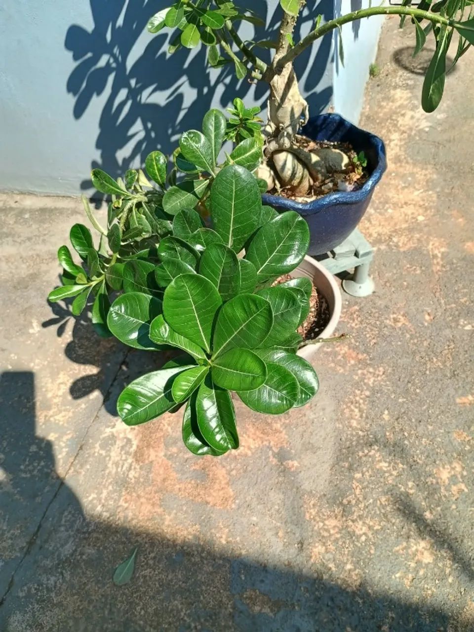 Rosa do deserto  - Foto 2