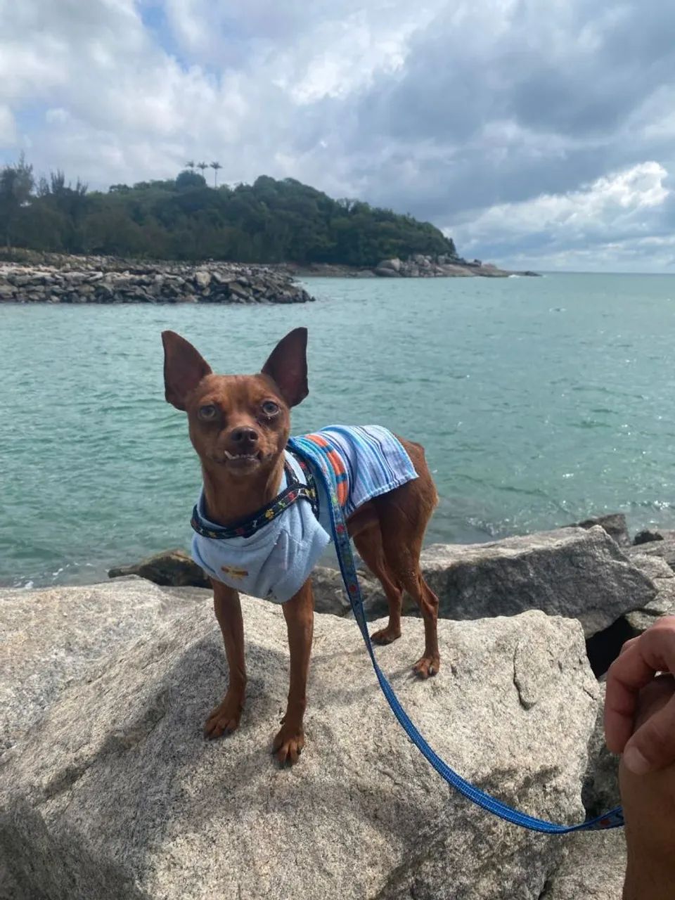 Pinsher macho para reprodução 