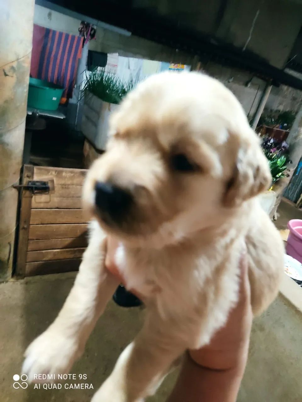 Golden Retriver  - Foto 4