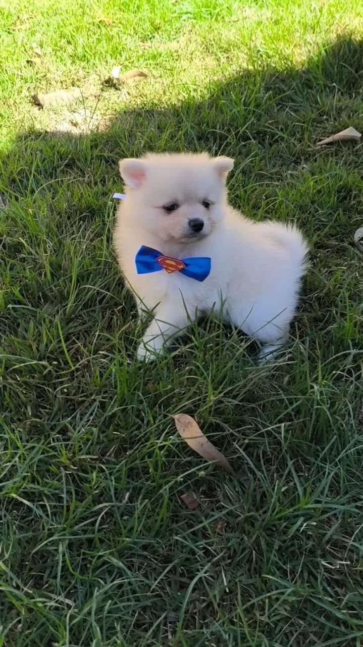 Spitz alemão  - Foto 4