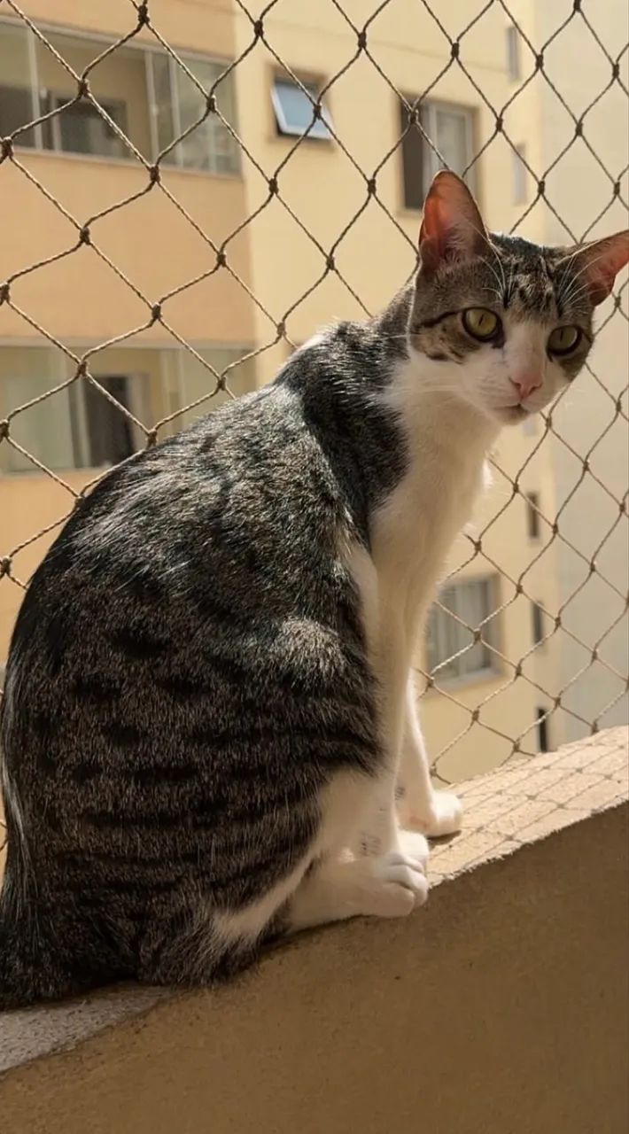 Doação gato 