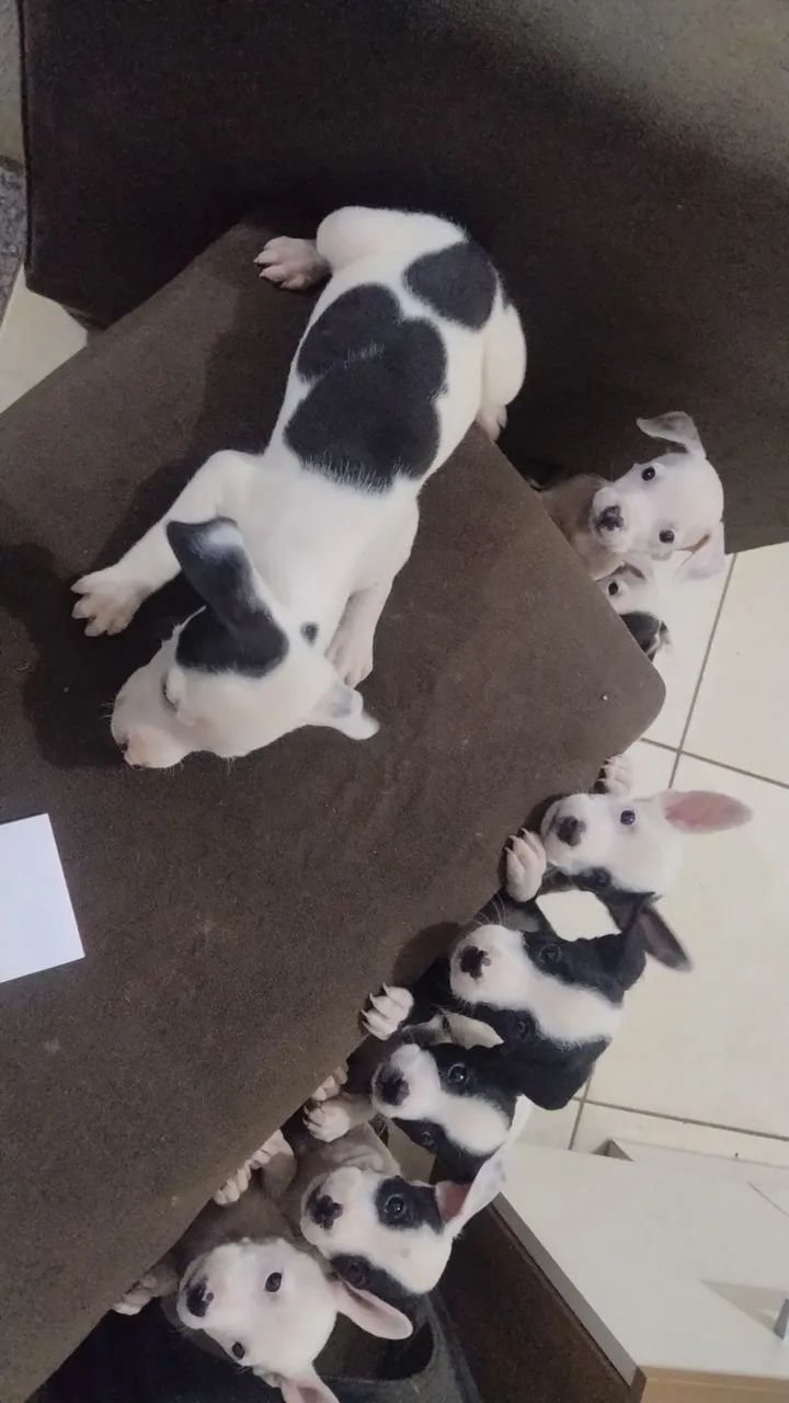 Filhotes de pitbull