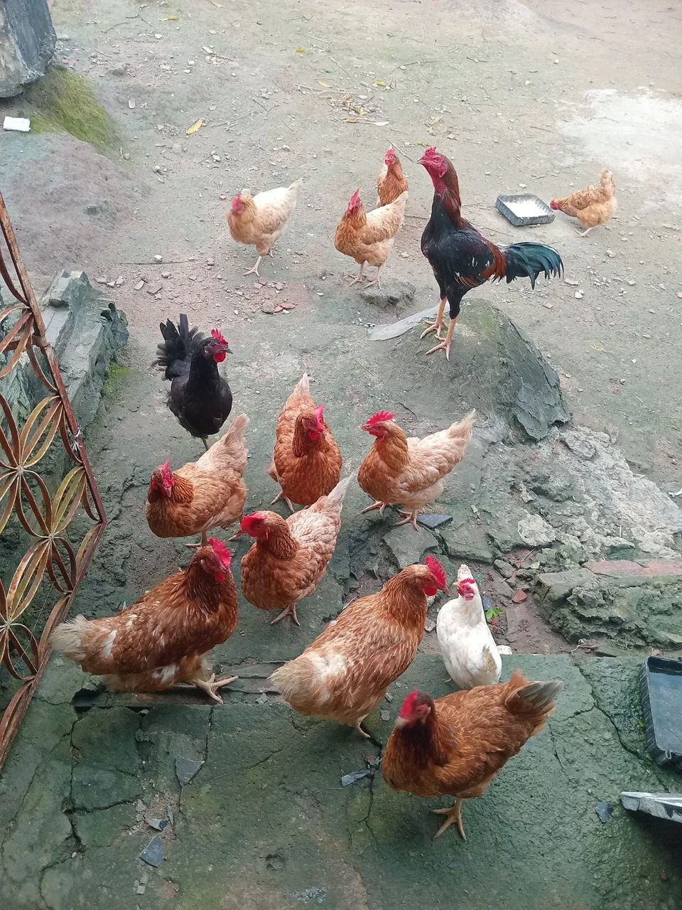 Galinhas 