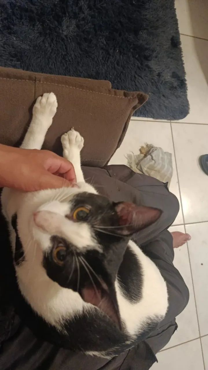 Doação de gato  - Foto 3