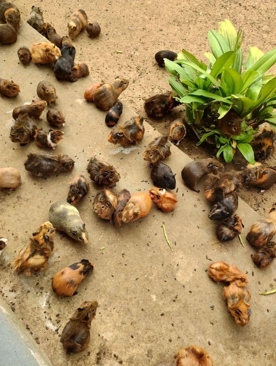 ? PORQUINHOS-DA-ÍNDIA À VENDA! ? - Foto 2