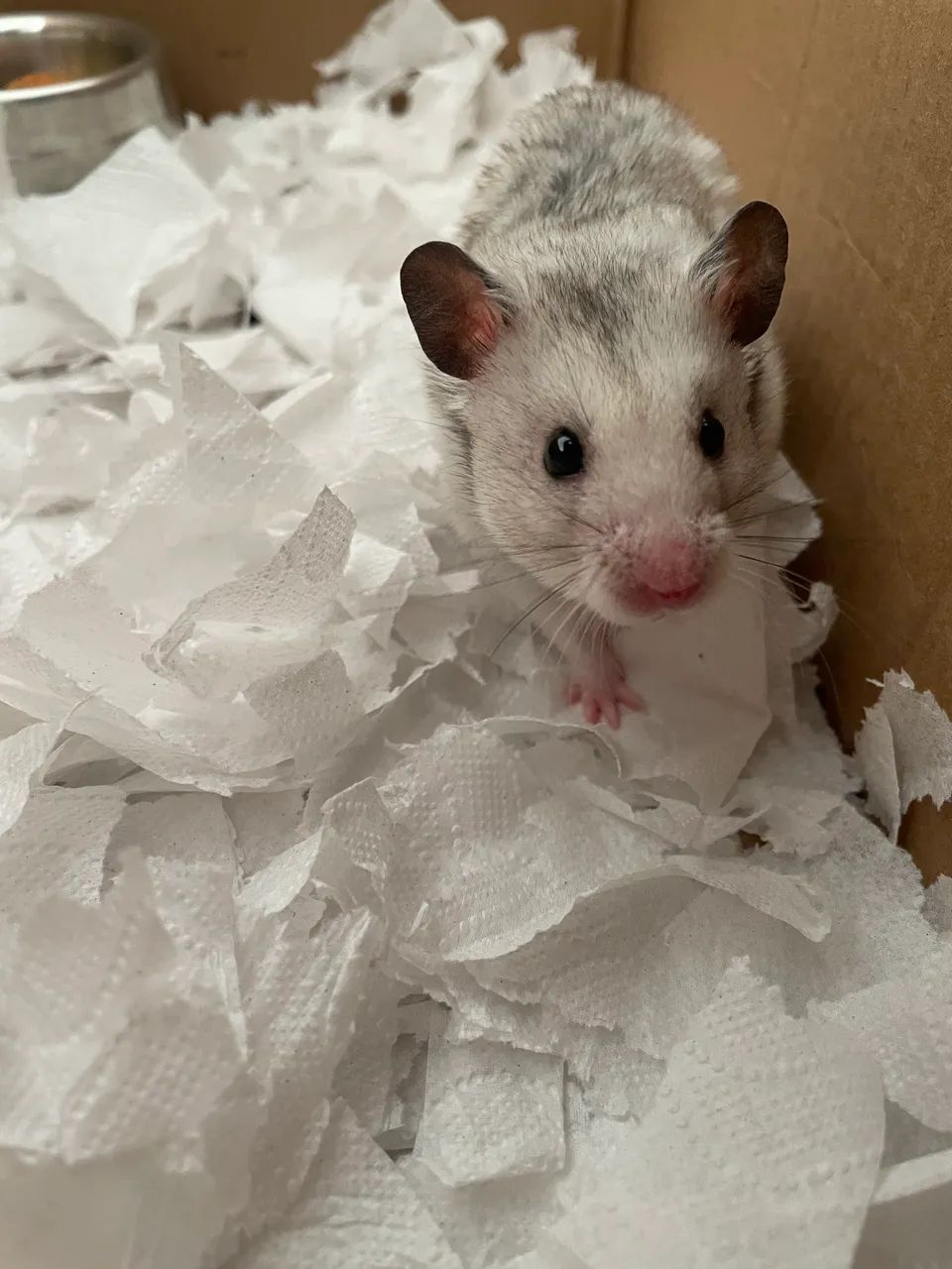 Hamsters