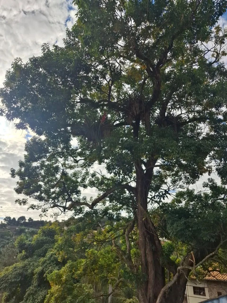 Corte e poda de árvore - Foto 3