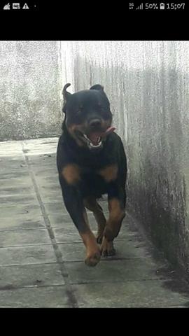 A procura de uma fêmea para cruzar - Foto 3