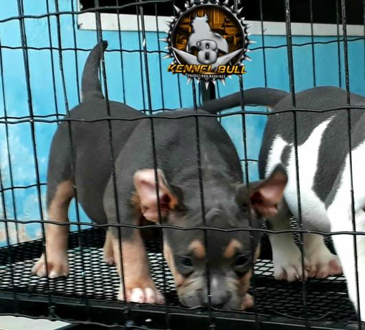 American bully