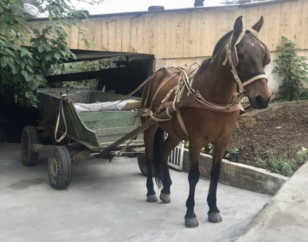 Cavalo com duas carroças + máquina de picar ração