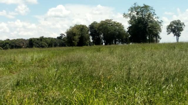 Fazenda Produtiva de Frango P/Frigor Projeto Aprovado - Nova Marilândia - 7 Km da Cidade - Foto 12