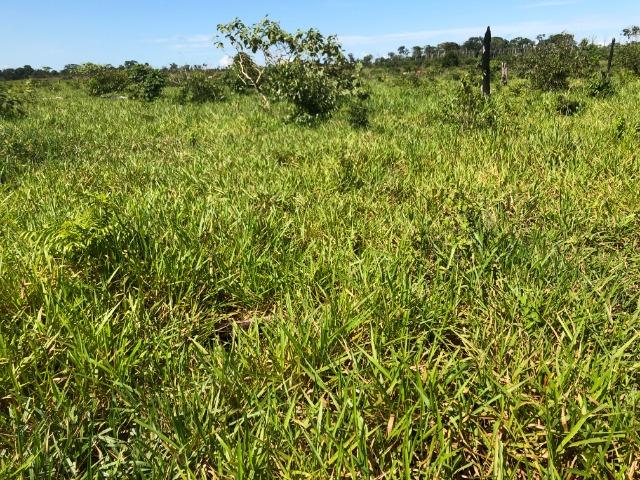 980 Alqueires, Nova Maringá-MT, 600 alqueires aberta Pecuária
