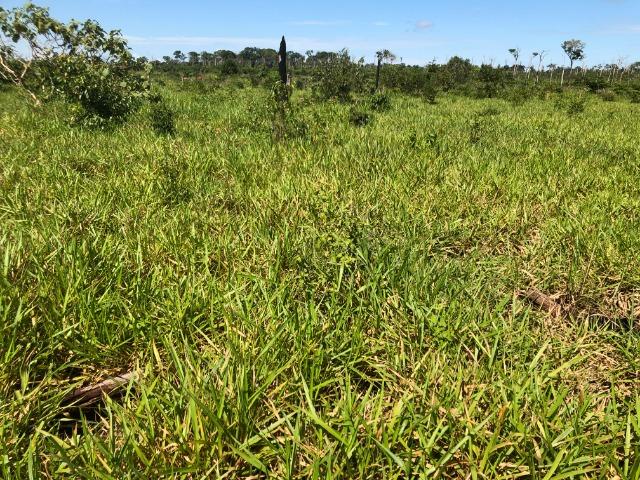 980 Alqueires, Nova Maringá-MT, 600 alqueires aberta Pecuária - Foto 2