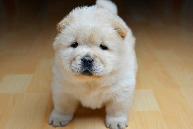 Chow chow venha conhecer