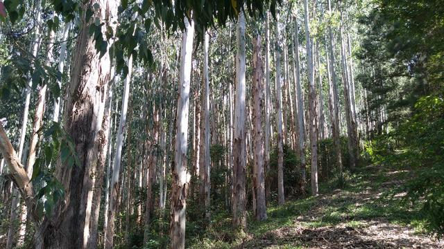 Fazenda Terreno Rural Sitio Chácara Gado - Foto 12