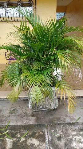 Vendo 12 jarros com palmeirinha R$50 cada um