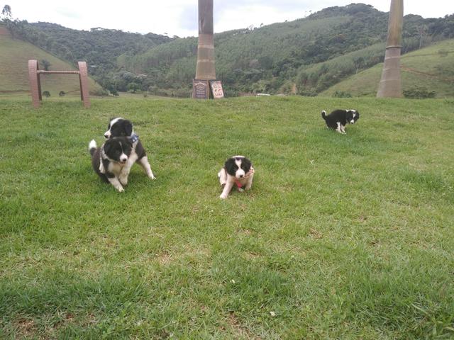 Florianópolis _ Border Collie (M e F)