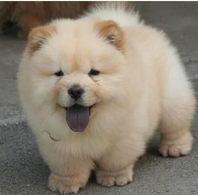 Chow-chow laranjinha/creme e pretinho, machos e femeas - Foto 3