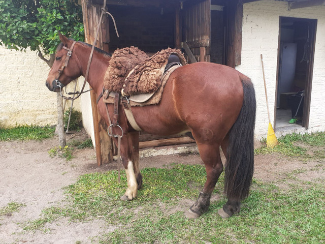 Potro top vender bem domado bom laço capado