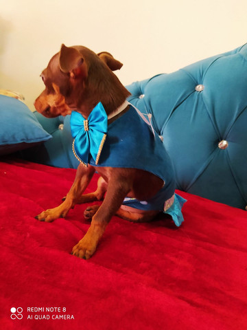 Pinscher fêmea com 4 meses - Foto 5