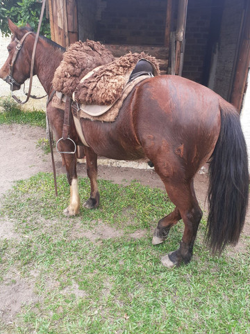Potro top vender bem domado bom laço capado - Foto 2