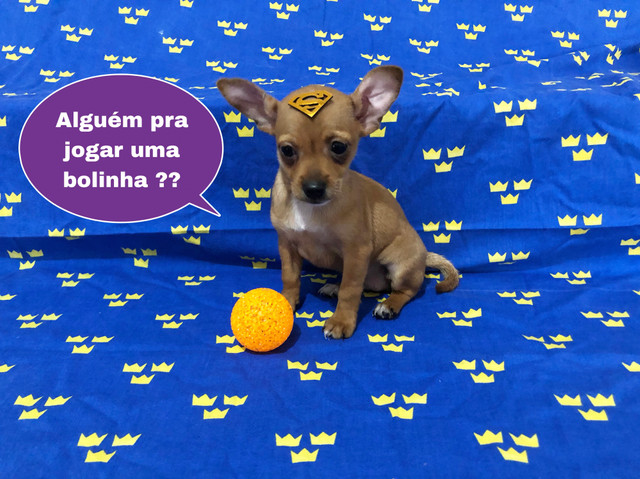 Só Aqui Pinsher Filhotes Fofos com Kit de Presente - Foto 3