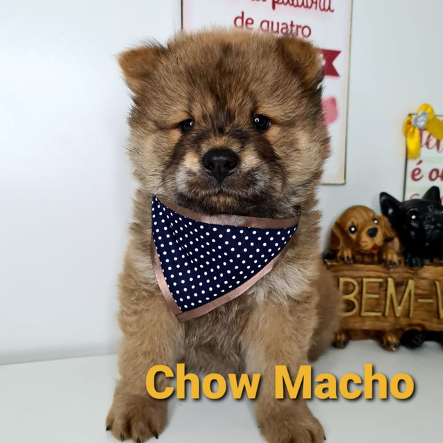 Lindos Bebês Chow Chow em promoção!!!