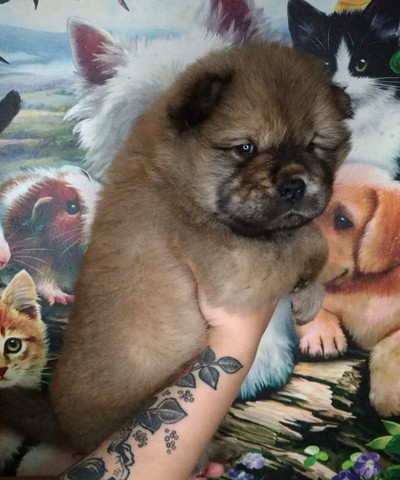 Chow Chow Dourado macho - Foto 4