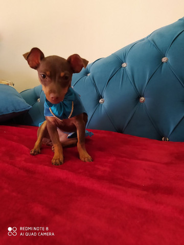 Pinscher fêmea com 4 meses
