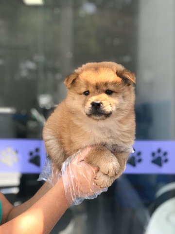 Chow-chow creme/laranja/preto, temos 8 clinicas para qualquer tipo de atendimento gratuito - Foto 4