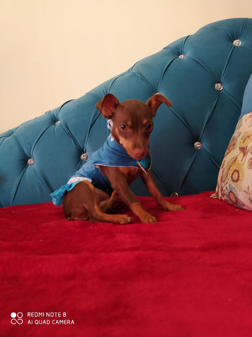 Pinscher fêmea com 4 meses - Foto 2