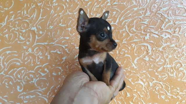 Pinscher miniatura último casal n00 leia