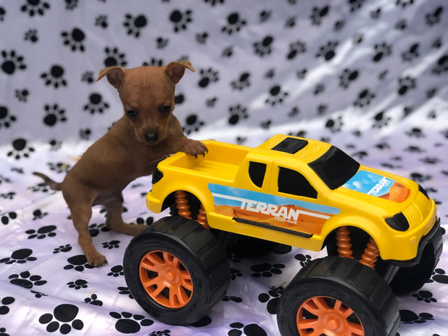 Só Aqui Pinsher Filhotes Fofos com Kit de Presente - Foto 2
